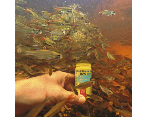 Hand füttert Neonfische mit JBL Novo Neon Fischfutter