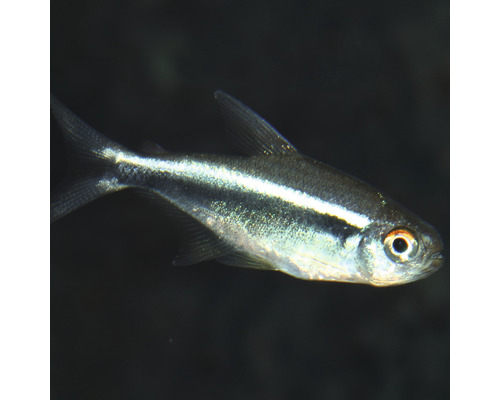 Neon Tetra Fisch für Aquarien