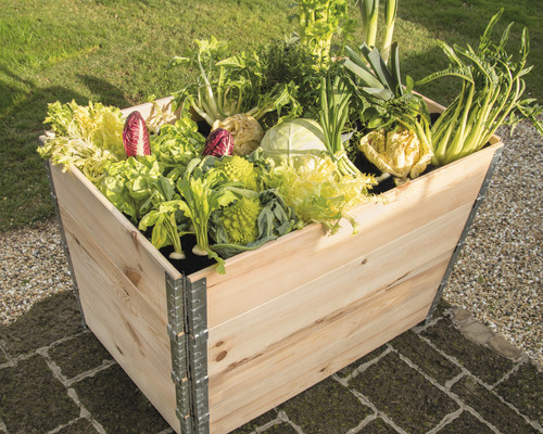Holzhochbeet bepflanzt mit Salat und Gemuese