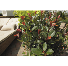 Im Bild ist ein Glanzmispelstrauch mit grünen und roten Blättern im Außenbereich zu sehen.