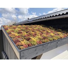 Ansicht eines begrünten Daches mit Sedum Pflanzen auf einem Gebäude