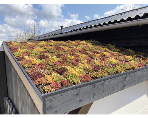 Ansicht eines begrünten Daches mit Sedum Pflanzen auf einem Gebäude