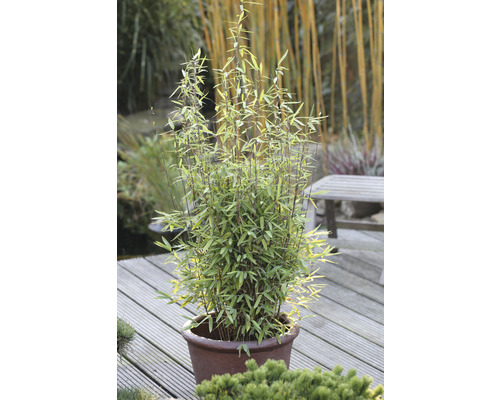 Bambuspflanze in einem Pflanzgefäß auf einer Holzterrasse