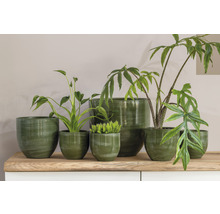 Arrangement verschiedener Zimmerpflanzen in Pflanzgefäßen auf einer Holzablage