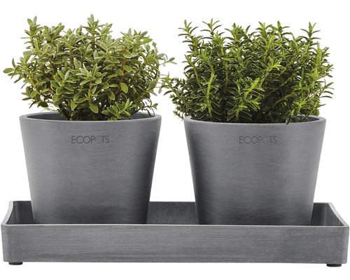 Zwei Kräutertöpfe mit Kräutern auf einem Tablett