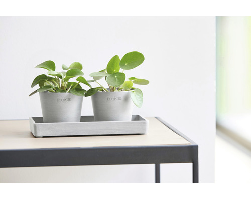 Zwei Ufopflanzen in grauen Übertöpfen mit Untersetzer auf einem Tisch.