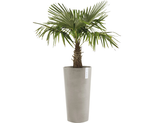 Hanfpalme in hohem Pflanzgefäß