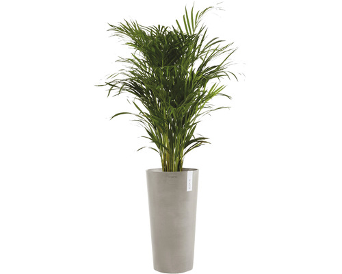 Areca Palme im Pflanzgefäß