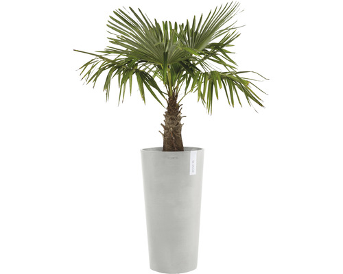 Hanfpalme in einem Pflanzgefäß