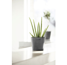 Pflanztopf Ecopots Amsterdam Mini Kunststoff Ø 17 cm H 14,9 cm grau