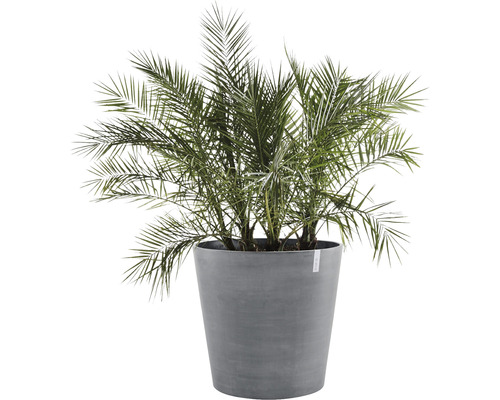 Dattelpalme in einem Pflanzgefäß