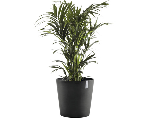 Zimmerpflanze Areca Palme im Topf