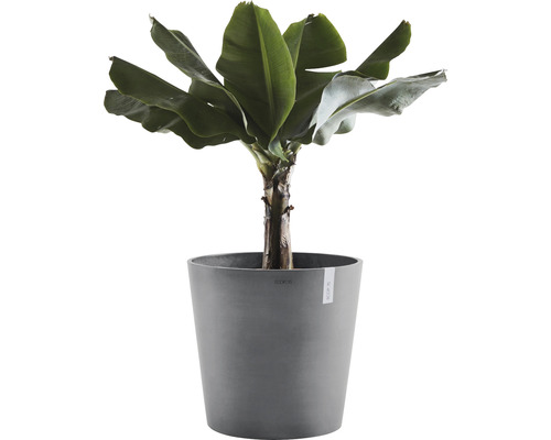 Bananenpflanze im Topf