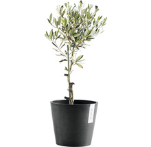 Olivenbaum im Pflanzgefäß