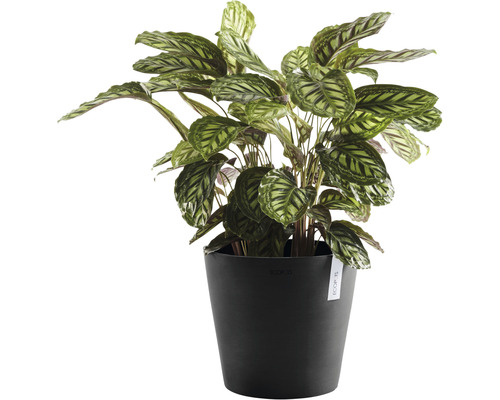 Pfeilwurz im schwarzen Topf