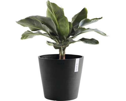 Bananenpflanze in einem Topf