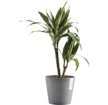 Drachenbaum im Topf für den Innenbereich