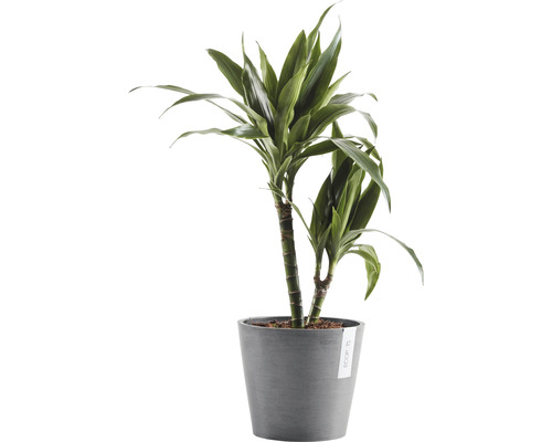 Drachenbaum im Topf für den Innenbereich