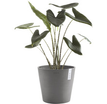 Pflanztopf Ecopots Amsterdam Kunststoff Ø 30 cm H 26 cm grau