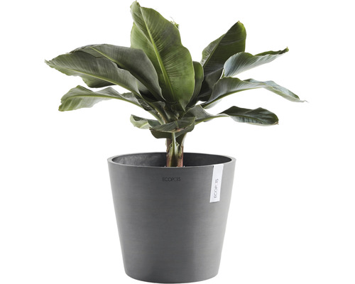 Banane Zimmerpflanze im Topf