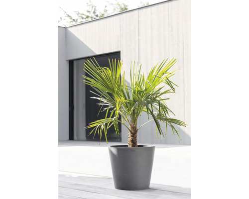 Palme in einem Pflanzgefäß auf einer Terrasse