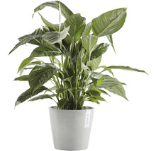 Einblatt Pflanze im Topf