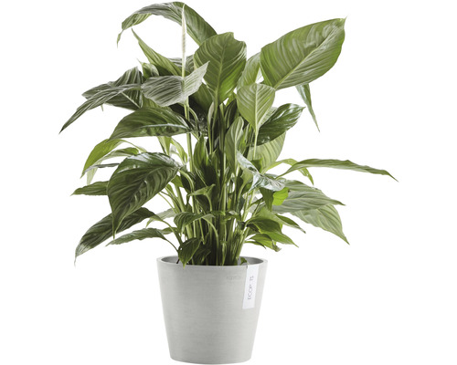 Einblatt Pflanze im Topf