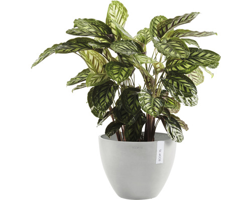 Gebetspflanze in einem Pflanzgefäß