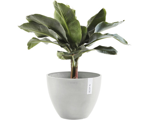 Bananenpflanze im Topf