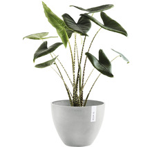 Alocasia Zebrina Zimmerpflanze im Topf