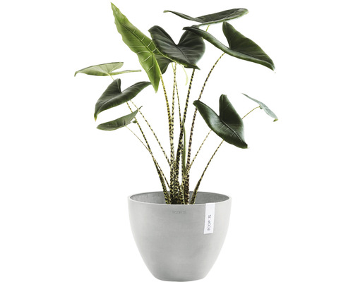 Alocasia Zebrina Zimmerpflanze im Topf