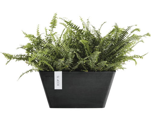 Grüner Farn in einem schwarzen Pflanzgefäß für den Innenbereich
