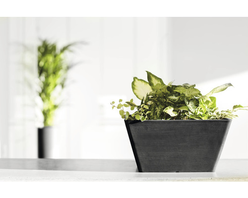 Innenaufnahme einer Pflanze in einem Pflanzgefäß