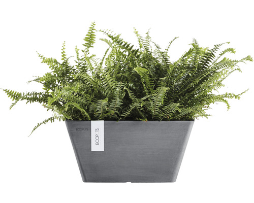 Nephrolepis-Busch im Topf