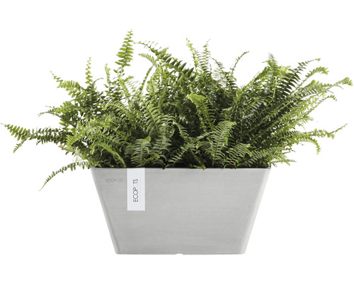 Grüner Farn in einem rechteckigen Pflanzgefäß