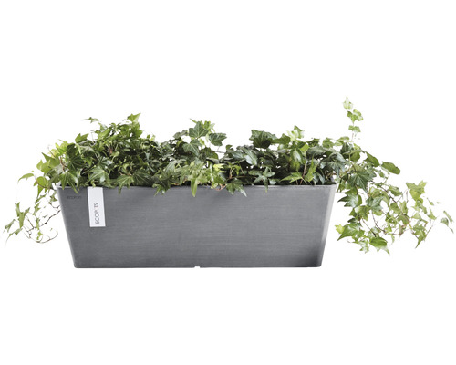 Grauer Pflanzkasten mit Efeu