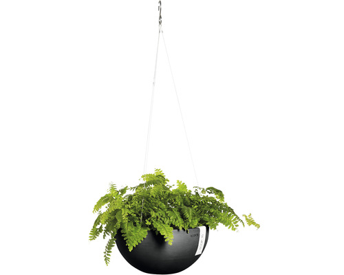 Hängeampel mit Farn