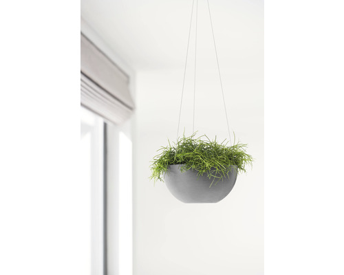 Hängeampel mit Pflanze