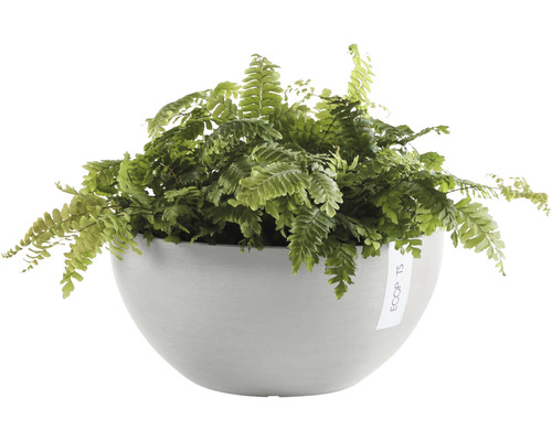 Grüner Farn in einem grauen Pflanzgefäß