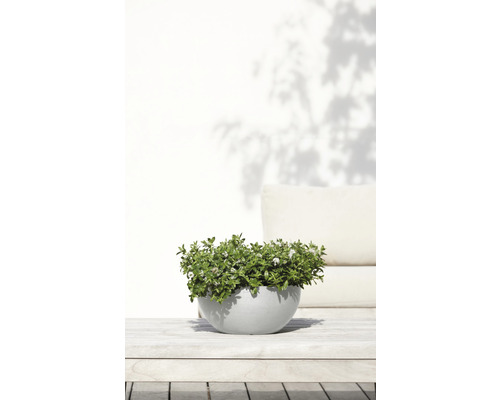 Gefäß mit blühenden Pflanzen auf einem Gartentisch