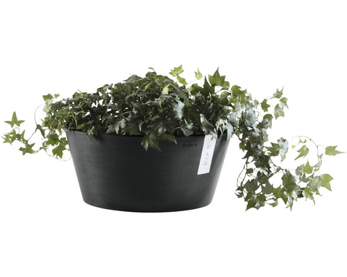Efeu in einem Pflanzgefäß