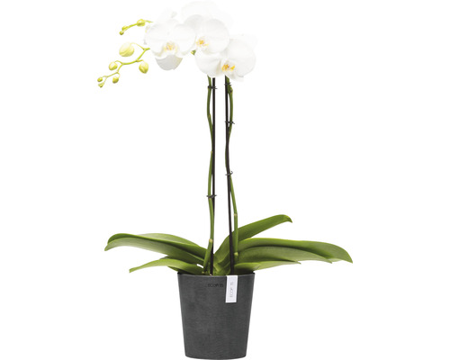 Weiße Orchidee im Topf