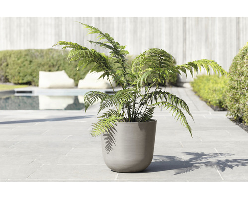 Farn in einem Topf im Garten