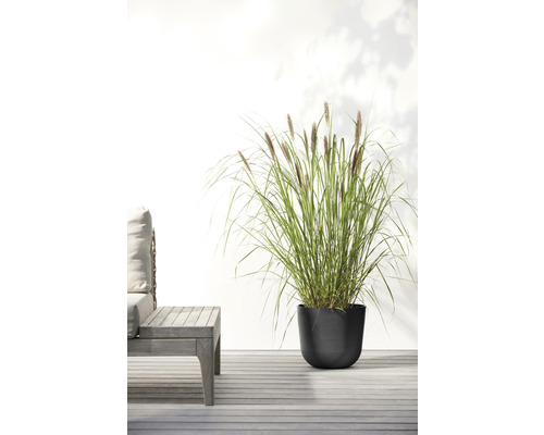 Ziergras in schwarzem Pflanzgefäß auf Terrasse neben Sitzmöbel