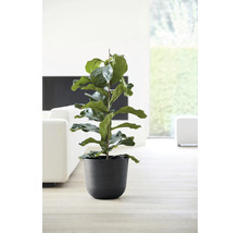 Pflanztopf Ecopots Oslo Kunststoff Ø 35 cm H 30,5 cm dunkelgrau