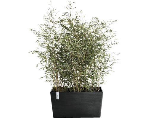 Bambuspflanze in einem rechteckigen Pflanzgefäß