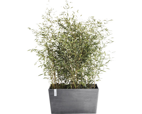 Bambuspflanze in rechteckigem Pflanzgefäß