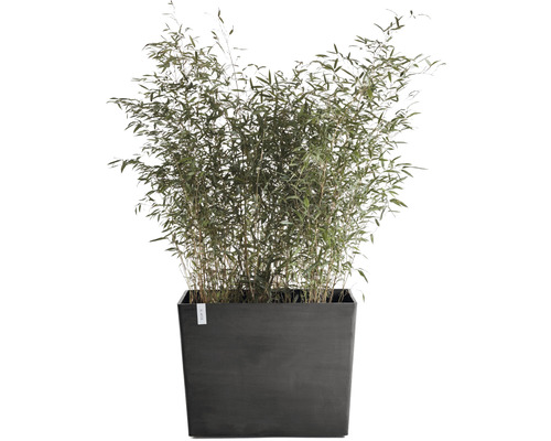 Bambus im rechteckigen Pflanzgefäß für den Außenbereich