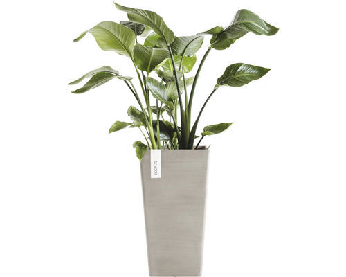 Strelitzie im Pflanzgefäß für den Innenbereich