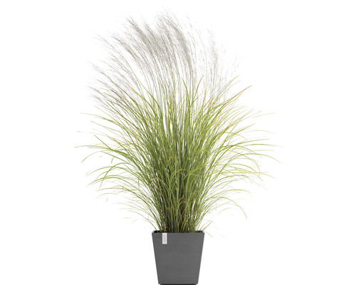 Chinaschilf im Topf für den Aussenbereich